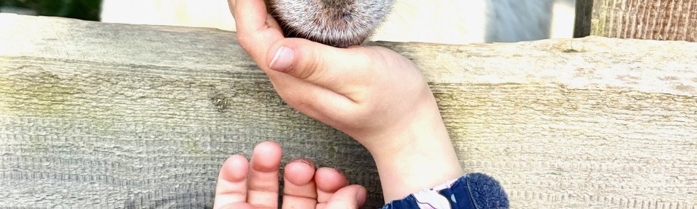 Cycle 1 Kolonie zu Munzen