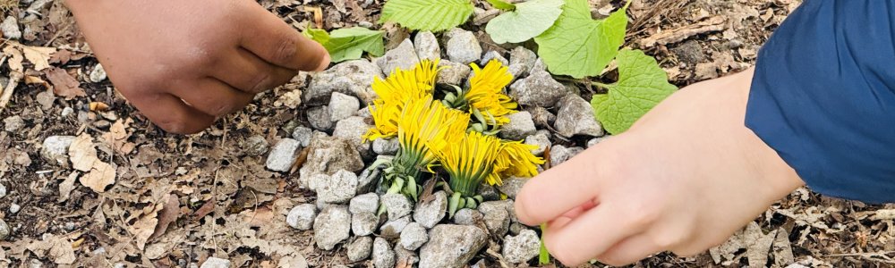 Cycle 1: Am B&euml;sch am Fr&eacute;ijoer